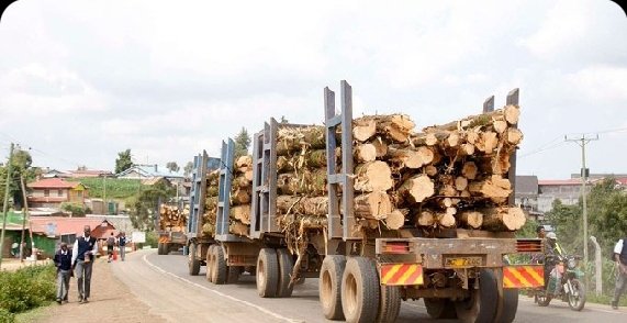 logging in kenya - a picture of a trailer with logs of wood harvested in a forest